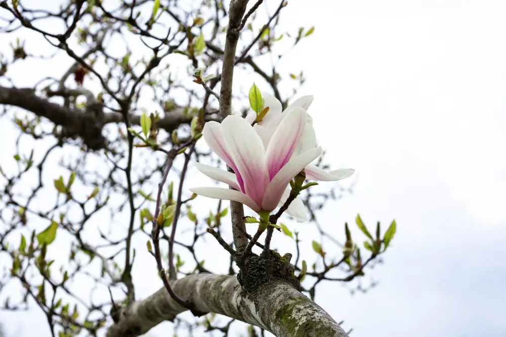 Magnolia blossom on a branch