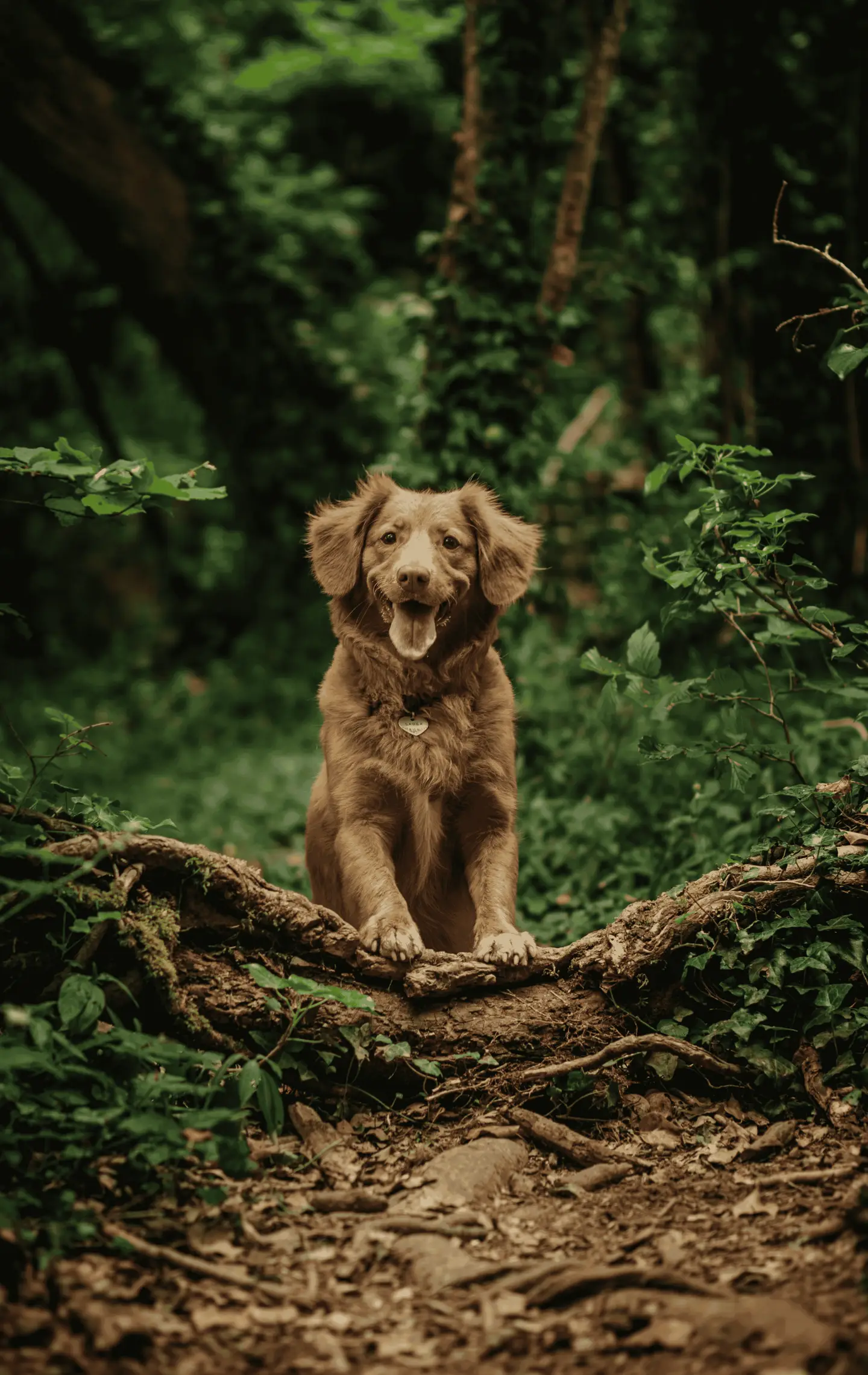 Dog sitting among tree roots in woodland